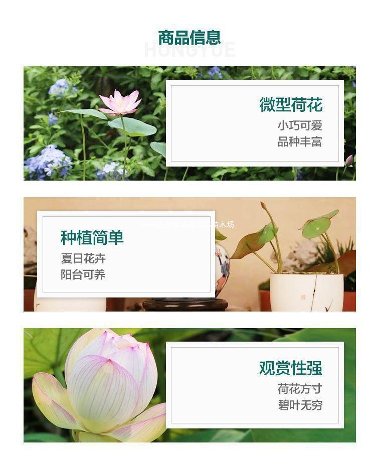 Hydroponic Water Lilies and Lotus Seeds