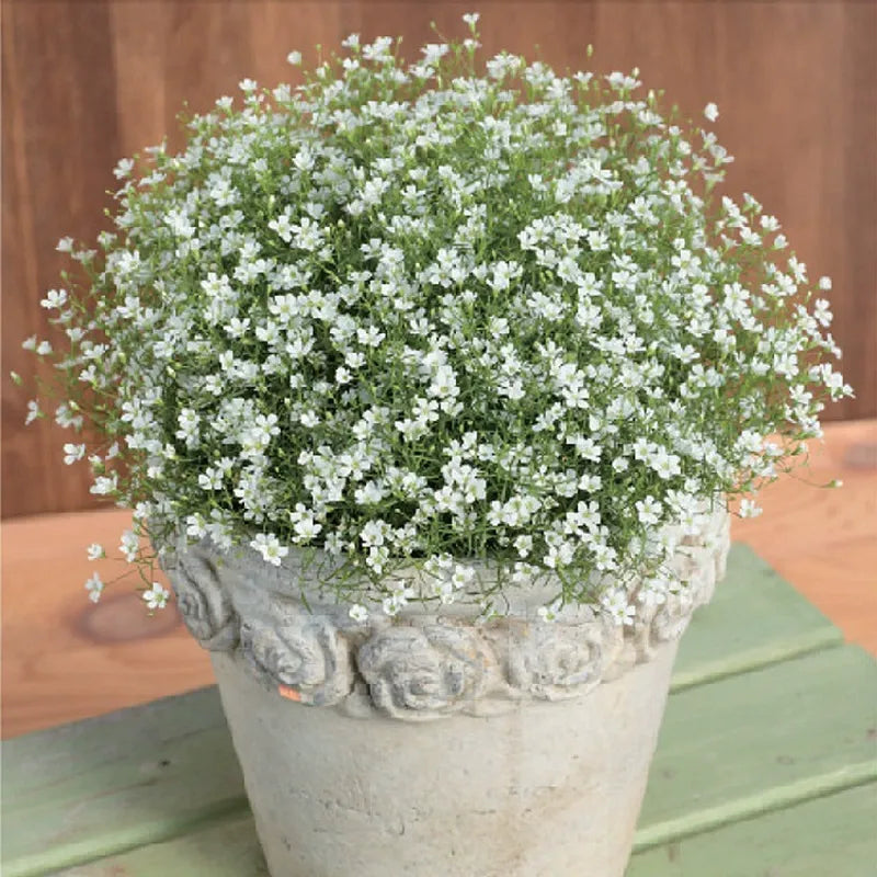 Baby's breath seeds, daisy seeds, four-season flower seeds, white chrysant
