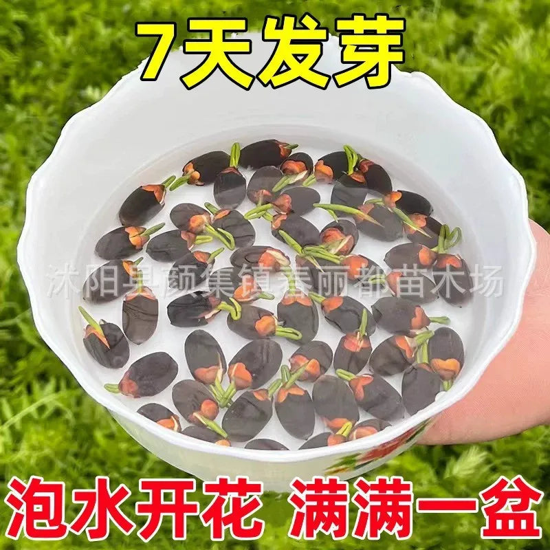 Hydroponic Water Lilies and Lotus Seeds