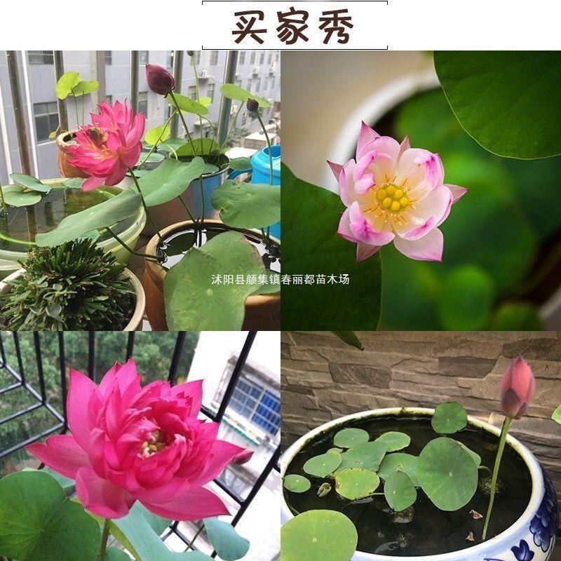 Hydroponic Water Lilies and Lotus Seeds
