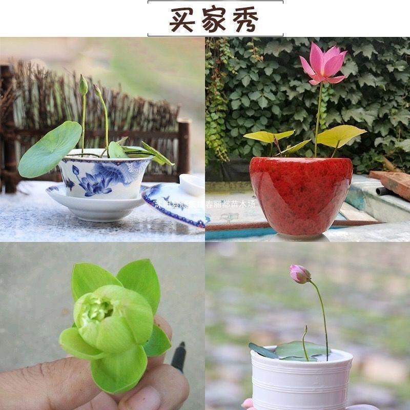 Hydroponic Water Lilies and Lotus Seeds