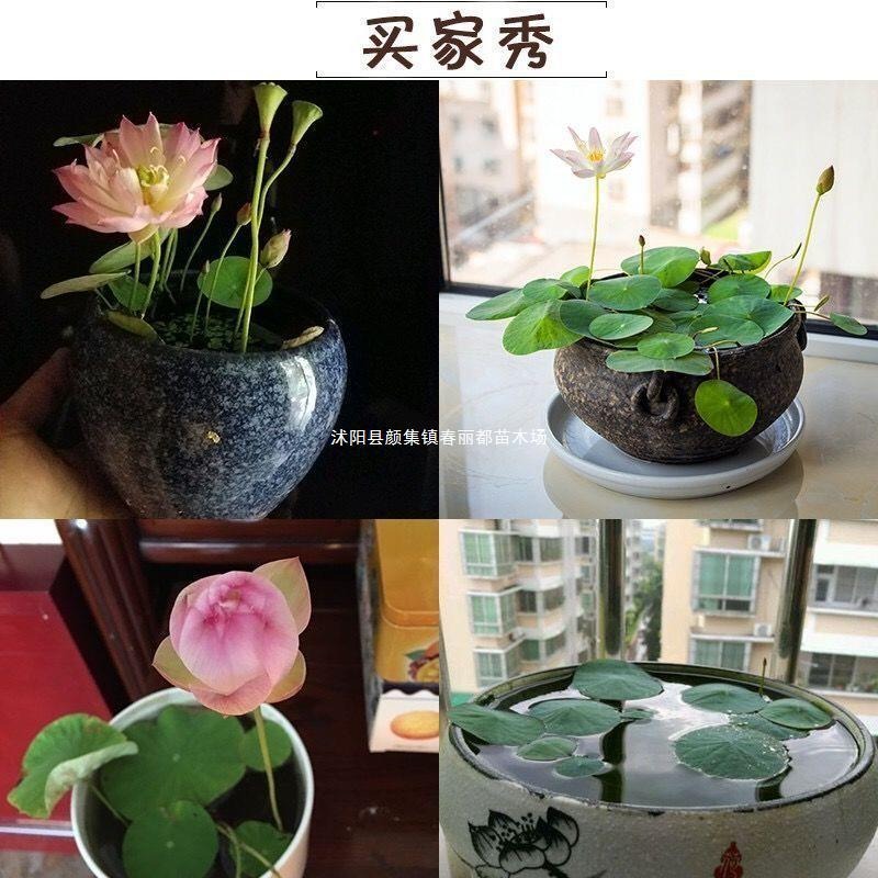 Hydroponic Water Lilies and Lotus Seeds