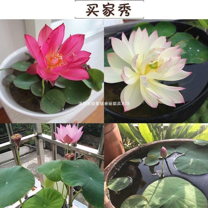 Hydroponic Water Lilies and Lotus Seeds
