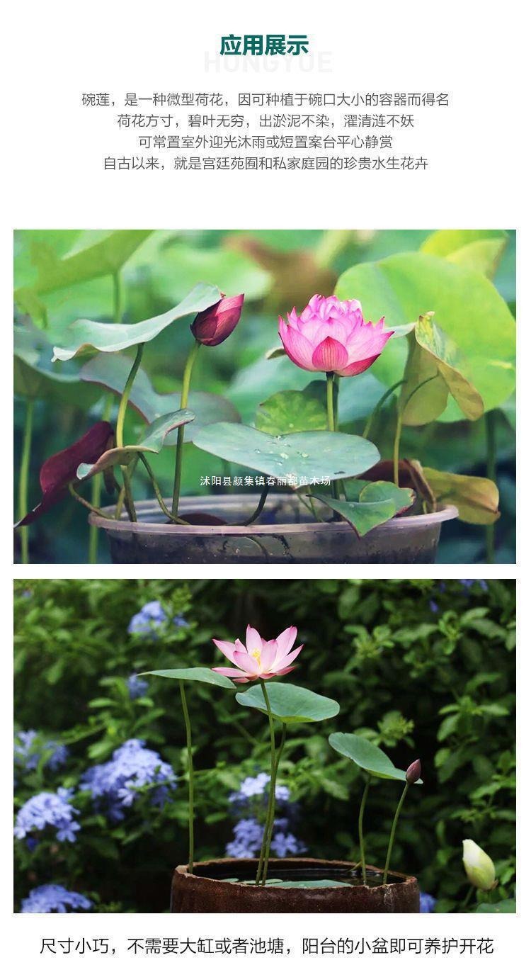 Hydroponic Water Lilies and Lotus Seeds