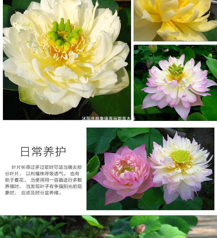Hydroponic Water Lilies and Lotus Seeds