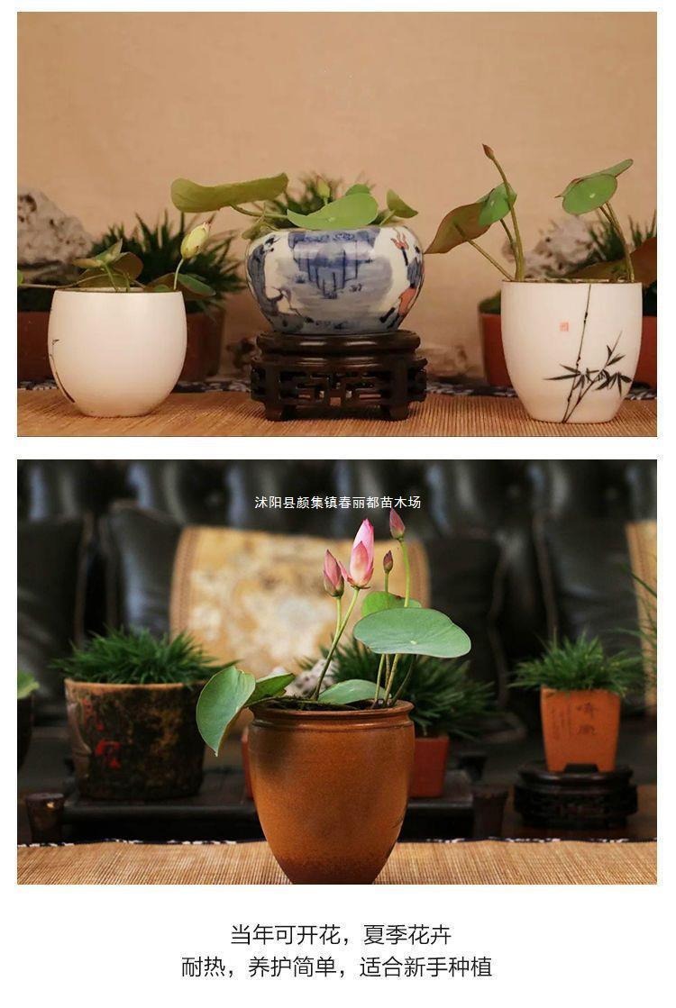 Hydroponic Water Lilies and Lotus Seeds
