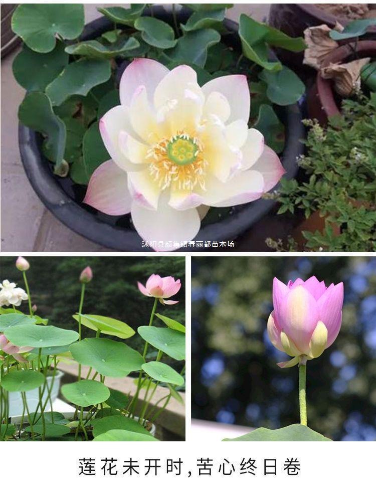 Hydroponic Water Lilies and Lotus Seeds