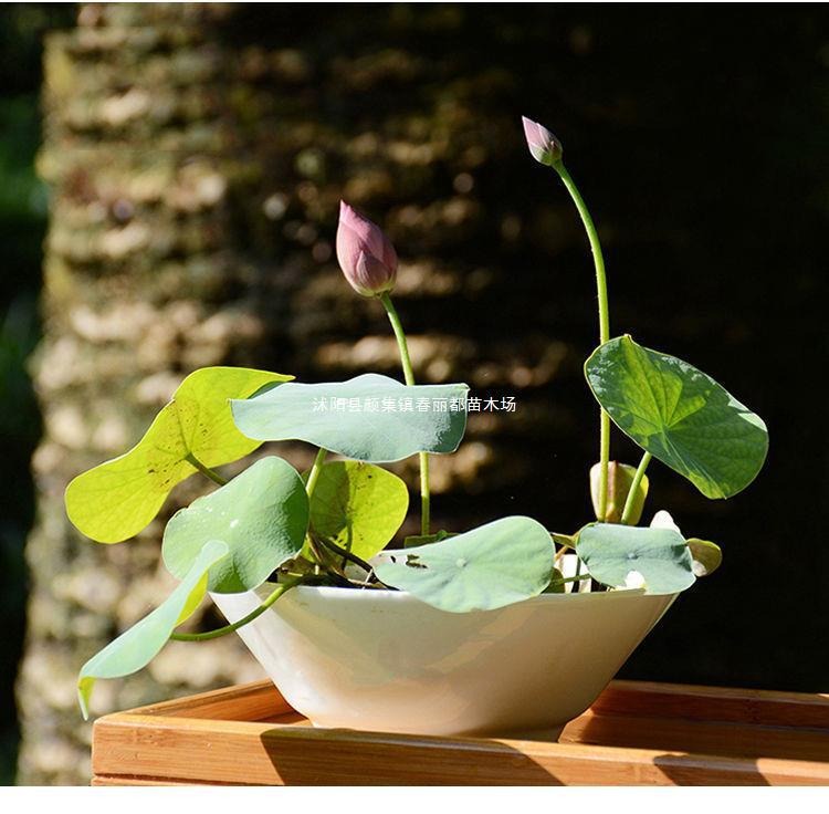 Hydroponic Water Lilies and Lotus Seeds