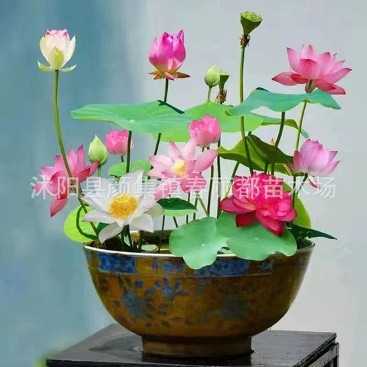 Hydroponic Water Lilies and Lotus Seeds