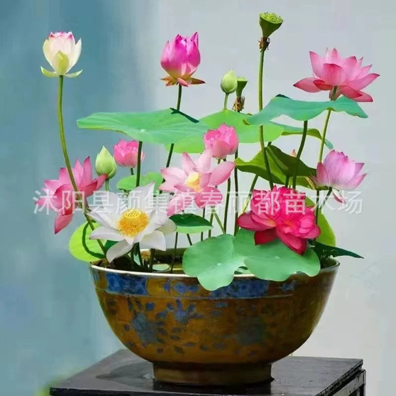 Hydroponic Water Lilies and Lotus Seeds