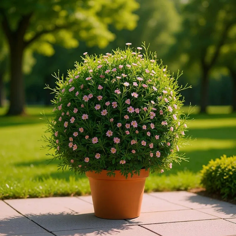 Baby's breath seeds, daisy seeds, four-season flower seeds, white chrysant