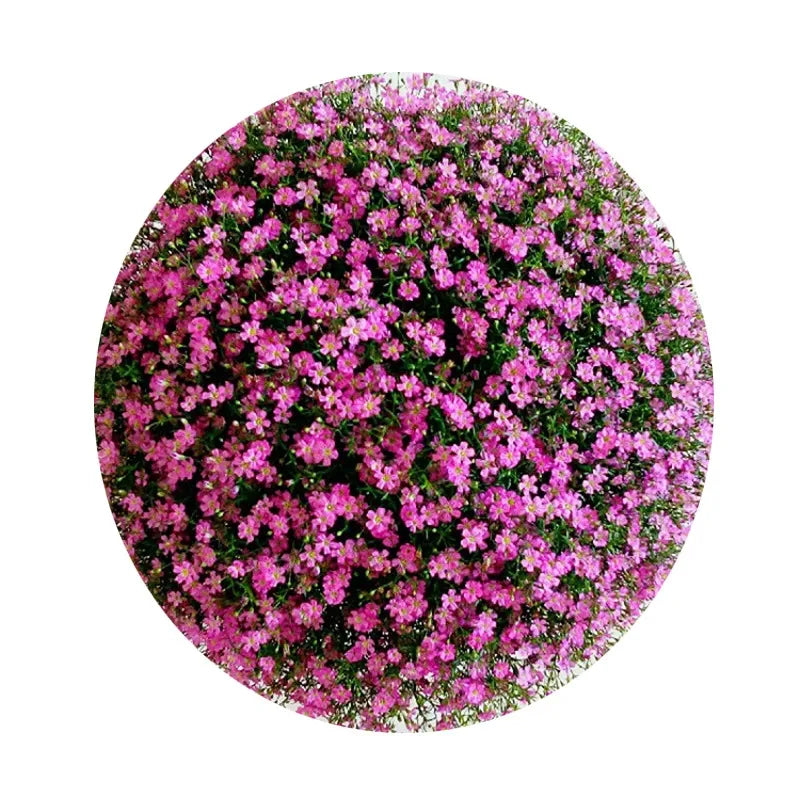 Baby's breath seeds, daisy seeds, four-season flower seeds, white chrysant