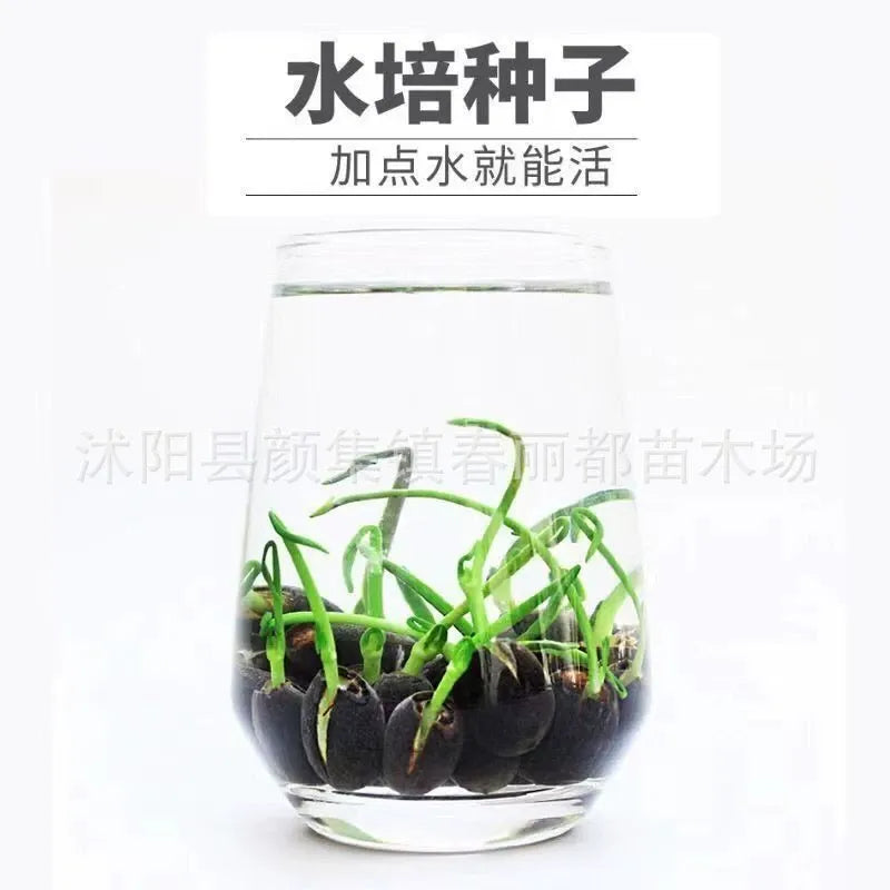 Hydroponic Water Lilies and Lotus Seeds