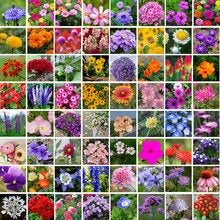 Smile seeds wildflower seed mix, suitable for indoor and outdoor