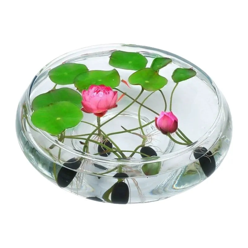 Hydroponic Water Lilies and Lotus Seeds