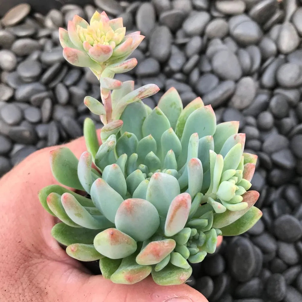 Sedeveria / Succulent-সেডভেরিয়া (সাকুলেন্ট)